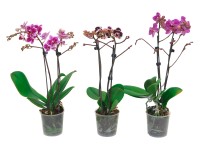 Lepkeorchidea multiflora 