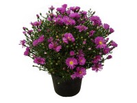 Aster mix - Őszirózsa 13 cm