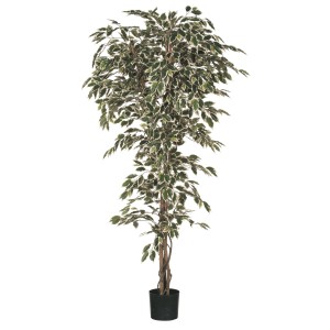 Mica Decorations mű Ficus fa, 210 cm magas, zöld-fehér levelek fekete cserépben.