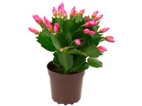 Karácsonyi kaktusz  