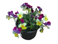 Árvácska kisvirágú 9 cm Árvácska kisvirágú 9 cm