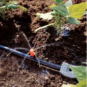 Gardena kis területű szórófej használat közben: Növények öntözése a Micro-Drip rendszerben.