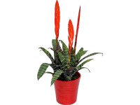 Pikkelyvirág Pikkelyvirág