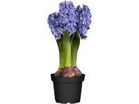 Jácint (Hyacinthus orientalis)
