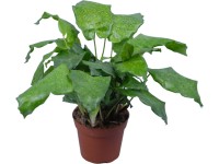 GROW by OBI 