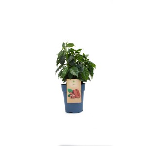 Kávécserje (Coffea arabica), kb. 90-110 cm magas cserépben, dísznövény félárnyékos helyekre.