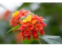 Sétányrózsa cserépátmérő: kb. 12 cm Lantana