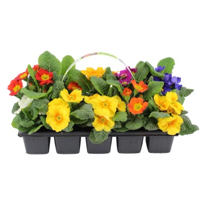 Primula 10 darabos csomag