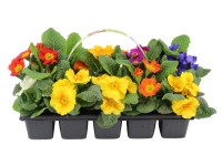 Primula 10 darabos csomag