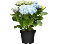 Kerti hortenzia 