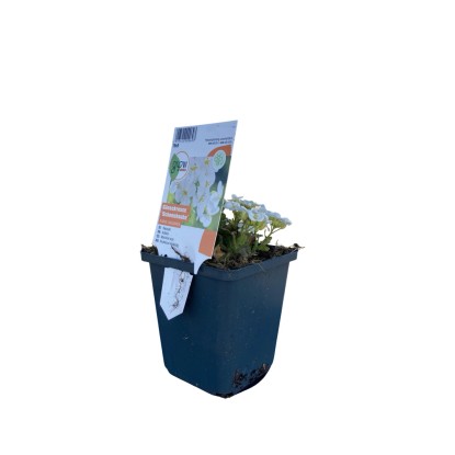 OBI kaukázusi ikravirág "Schneehaube" fehér cserépátmérő: kb. 9 cm x 9 cm Arabis