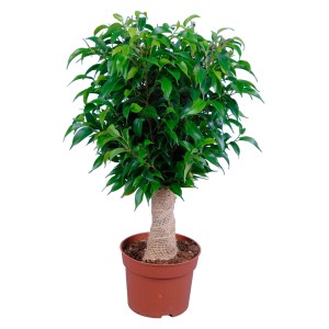 Birkenfeige (Ficus Benjamini) juta törzsű barna cserépben, kb. 12 cm Ø.