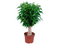 GROW by OBI GROW by OBI