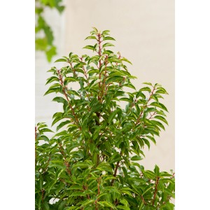 Portugál babérmeggy Angustifolia cserépben, zöld levelekkel és piros szárakkal.