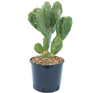 Zöld Opuntia (kaktusz) cserépben, kb. 15-20 cm magas. Ideális cserepes növény napos helyekre.