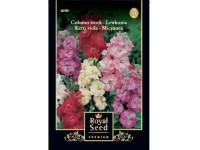 Kerti viola színk.  Royal 1