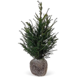 Tiszafa (Taxus baccata) szett, kb. 80-100 cm magas, gyökérlabdás, sövénynek.