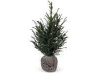 Tiszafa készlet 30 darab magasság kb. 80-100 cm bálaáru Taxus baccata