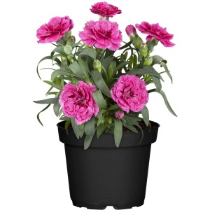Különböző színű szegfű (Dianthus) cserépben. Virágzó növény kültéri használatra.