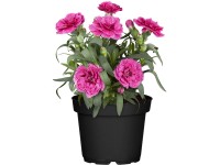 Kerti szegfű különféle színekben cserépátmérő kb. 12 cm Dianthus Kerti szegfű különféle színekben cserépátmérő kb. 12 cm Dianthus