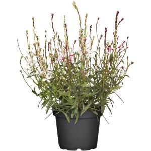 GROW by OBI Gaura cserépben, rózsaszín és fehér virágok, kb. 13 cm cserépátmérő.