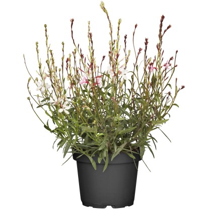 OBI évelő díszgyertya cserépátmérő: kb. 13 cm Gaura
