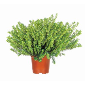 Angol hanga cserépben, különböző színekben. Erica, kb. 12 cm-es cserépátmérő.