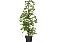 Gyertyán készlet 60 db magasság kb. 175-200 cm cserép kb. 7,5 l Carpinus betulus