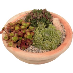 Sempervivum dekoratív tál, beültetett kültéri tál, cserép kb. 23 cm átmérőjű.