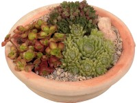 Kövirózsa dísztál kültérre cserépátmérő: kb. 23 cm