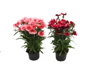 Kínai szegfű (Dianthus chinensis)