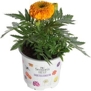 Büdöske virágkeverék cserépben, narancssárga virág. Tagetes erecta napos helyekre.