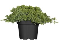 OBI terülő boróka 