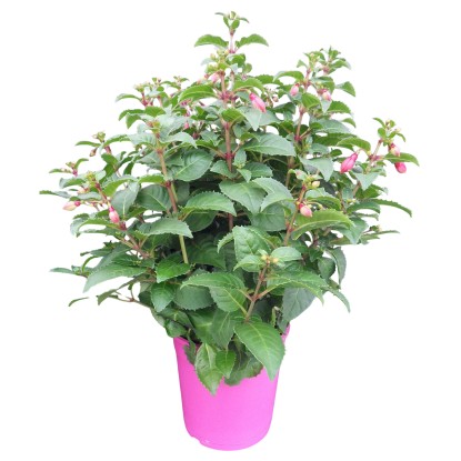 Fukszia bokor magasság kb. 30 - 50 cm cserépátmérő kb. 18 cm Fuchsia