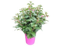 Fukszia bokor magasság kb. 30 - 50 cm cserépátmérő kb. 18 cm Fuchsia