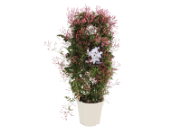 Jázmin futtatott fehér magasság 50-60 cm cserépátmérő 17 cm Jasminum polyanthum Jázmin futtatott fehér magasság 50-60 cm cserépátmérő 17 cm Jasminum polyanthum
