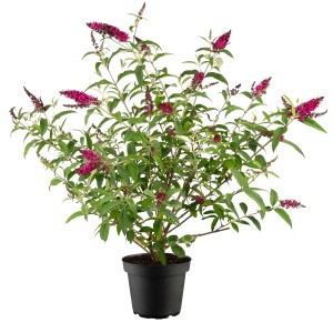 Piros nyáriorgona cserépben, kb. 10-20 cm magas. Pillangóvirág piros virágokkal.