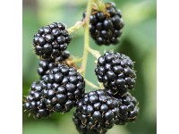 Szeder magasság kb. 20-30 cm cserép kb. 2 l Rubus fruticosus
