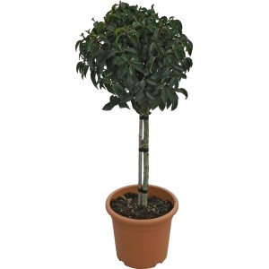 Portugál babérmeggy Angustifolia törzses fa cserépben, kb. 65 cm magas.