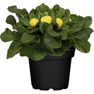 Sárga szártalan kankalin (Primula acaulis) cserépben, egy színes tavaszi növény a GROW by OBI-tól.