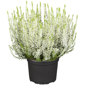 Fehér bimbós hanga (Calluna vulgaris) cserépben, kb. 9,5 cm Ø. Télálló hangaféle növény erkélyre és kertbe.