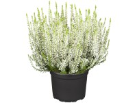 Csarab Gg Uni cserépátmérő kb. 9,5 cm Calluna vulgaris