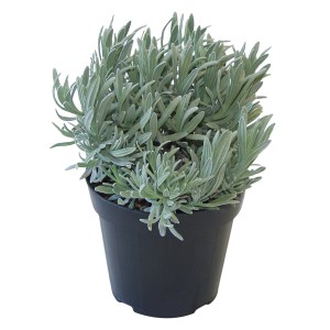Igazi levendula lila cserépben, kb. 14 cm átmérőjű. Aromás növény ágyásokba és cserepekbe.