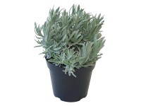 Közönséges levendula lila cserépátmérő kb. 14 cm Lavandula angustifolia