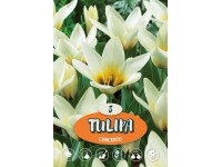Tulipán Tulipán