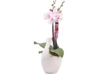 Orchidea kompozíció kerámia kaspóban cserépátmérő: kb. 9 cm Orchidea kompozíció kerámia kaspóban cserépátmérő: kb. 9 cm