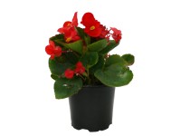 Begónia színes cserépben 9 cm-es cserépben