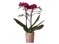 Lepkeorchidea 