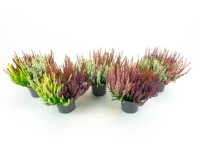 Calluna - Csarab BL Trio háromszínű 13 cm Calluna - Csarab BL Trio háromszínű 13 cm