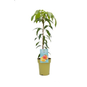 Mangó (Mangifera indica), kb. 90-110 cm magas, 7,5 literes cserépben. Egzotikus cserepes növény.